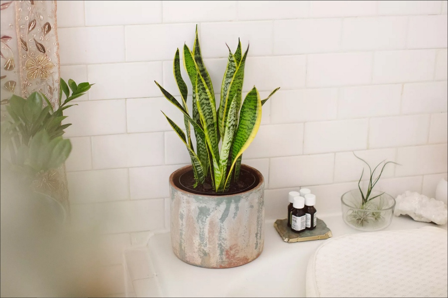 [TOP 13] Cây xanh trong phòng tắm đẹp, thanh lọc không khí và khử mùi hiệu quả