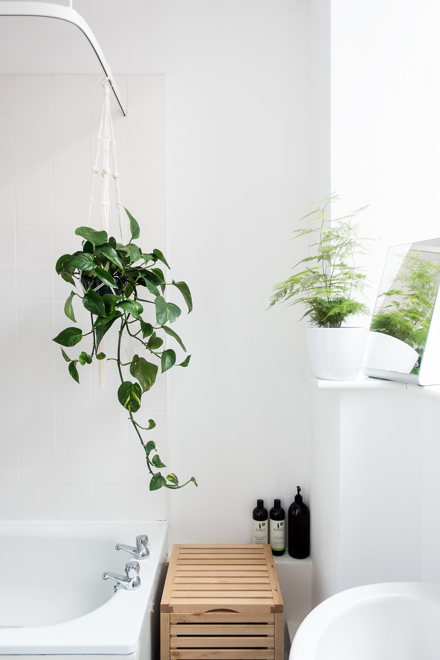 [TOP 13] Cây xanh trong phòng tắm đẹp, thanh lọc không khí và khử mùi hiệu quả