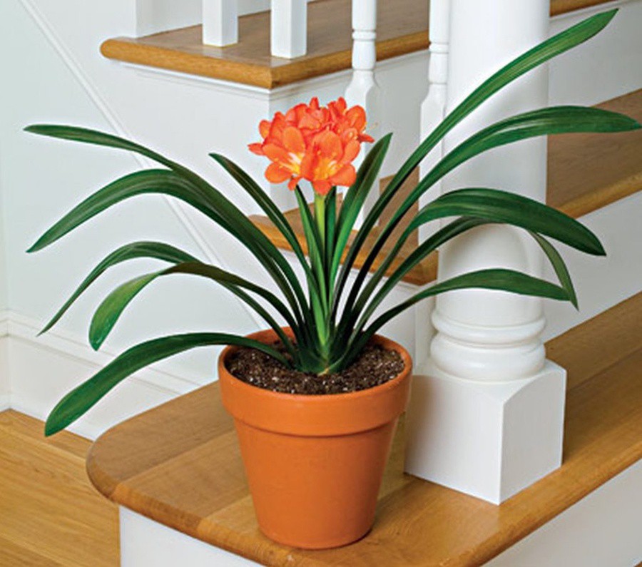 cay-de-phong-lam-viec-34-decox-design